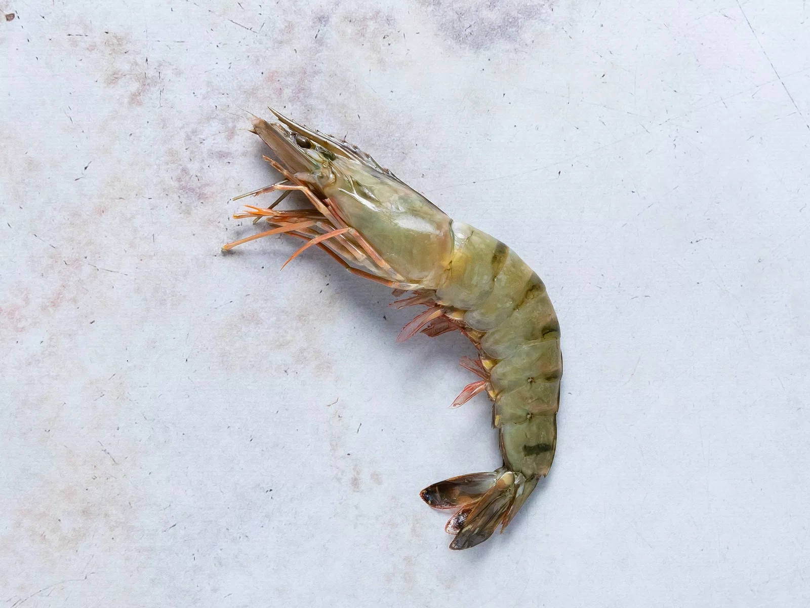 GAMBA 8/12 BLACK TIGER